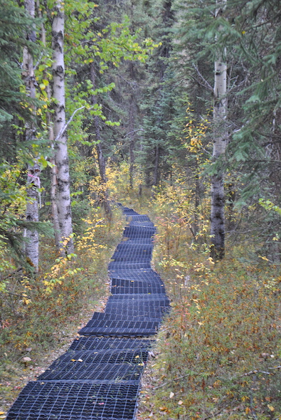 Walking path at Caribou Poker Creek Experimental Research Station