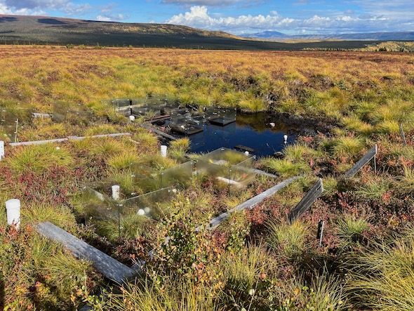 Experimental Warming Site near Healy, AK