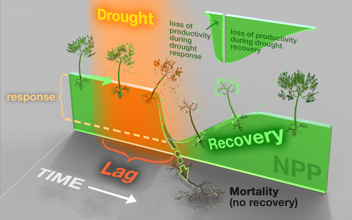 Drought Legacies – Carml