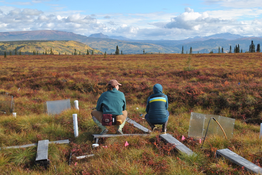 Scientists at experimental warming site near Healy, AK
