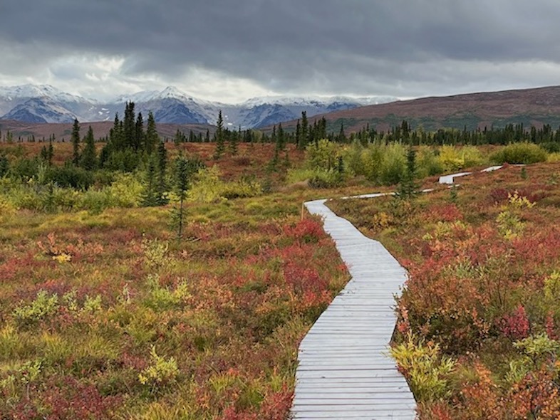 Boardwalk near Healy AK